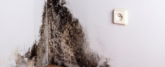 4 Worrying Signs of Black Mold Exposure, and What to Do