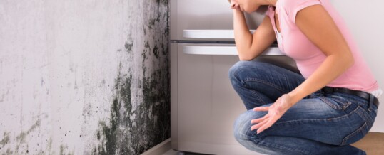 How to Prevent Mold: A Guide for Homeowners